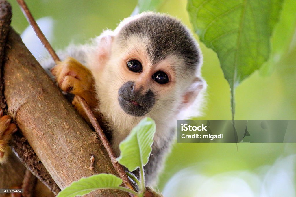 Cute picture of a squirrel monkey in a tree - Royaltyfri Costa Rica Bildbanksbilder