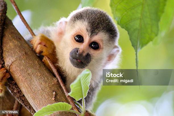 Cute Picture Of A Squirrel Monkey In A Tree-foton och fler bilder på Costa Rica - Costa Rica, Apa, Manuel Antonio nationalpark