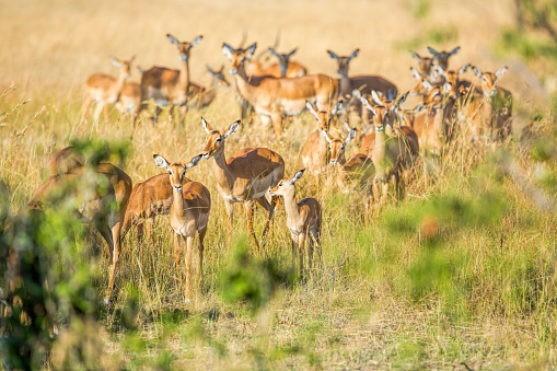 baby impala with female impala herd at savannah early in the morning at Masai mara