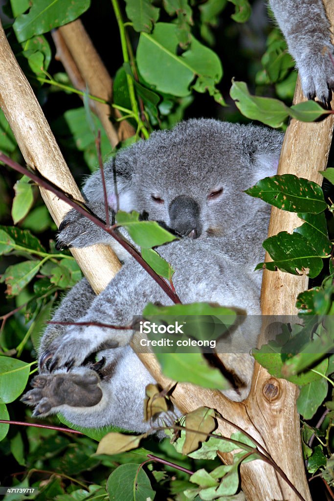 Oso Koala - Foto de stock de Abrazar libre de derechos