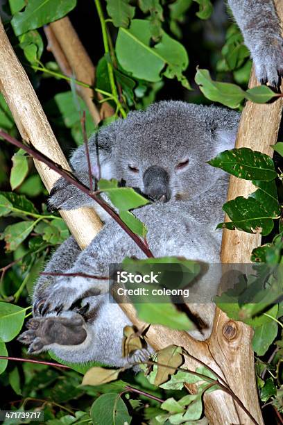 Oso Koala Foto de stock y más banco de imágenes de Abrazar - Abrazar, Animal, Animal arbóreo