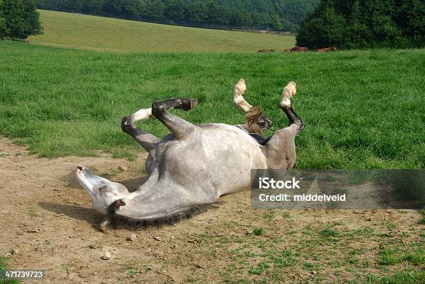 Photo libre de droit de Rolling Cheval banque d'images et plus d'images libres de droit de A l'envers - A l'envers, Cheval, Prise de vue en extérieur