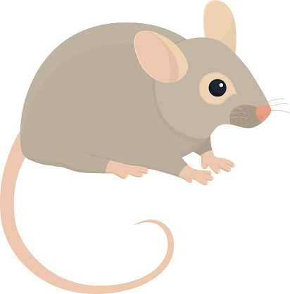 House mouse illustration on white background