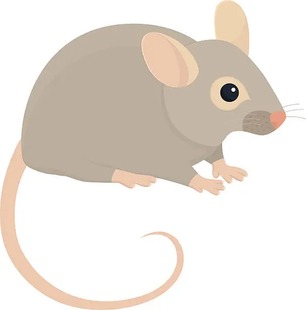 Vector illustration of House mouse illustration on white background