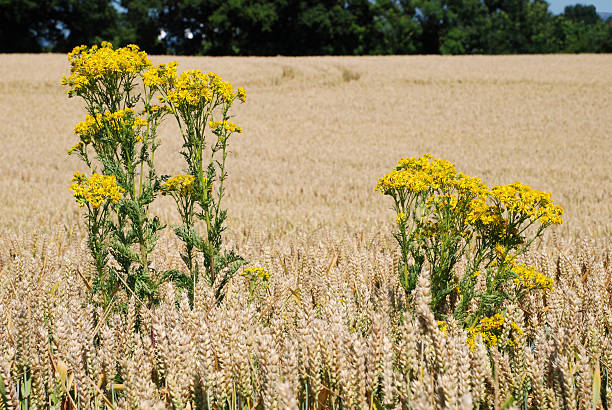 Hierba de santiago en un campo de trigo - foto de stock