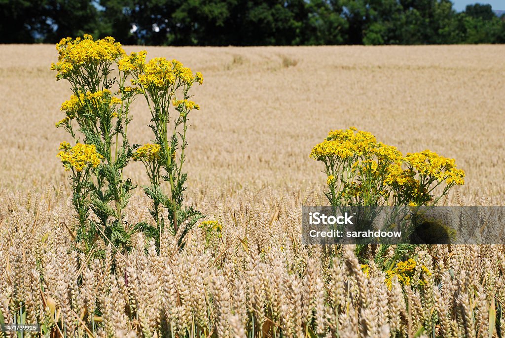 Ragwort em um campo de trigo - Foto de stock de Sem cultivo royalty-free