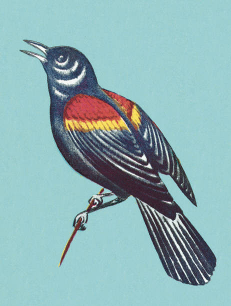 illustrations, cliparts, dessins animés et icônes de oiseau sur fond bleu - birdsong