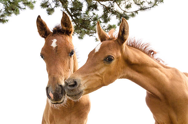 アシルアラビア子馬-白で分離 - horse arabian horse arabia white ストックフォトと画像