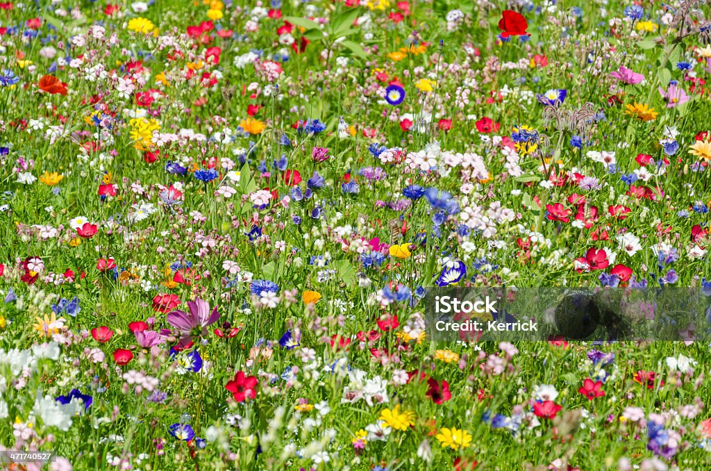 Bunte Wiese mit Wildblumen im Sommer - Lizenzfrei Wiese Stock-Foto