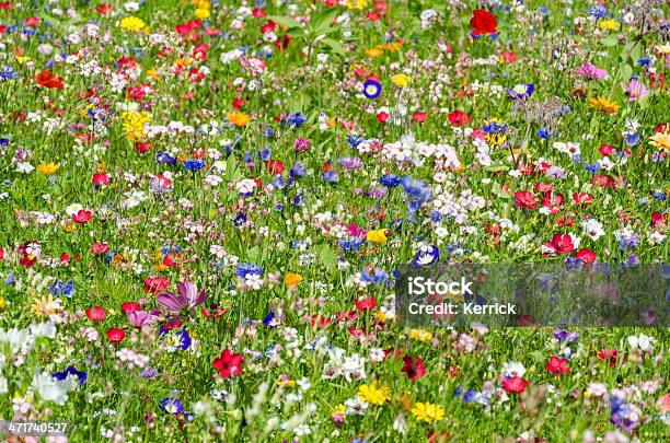 Bunte Wiese Mit Wildblumen Im Sommer Stockfoto und mehr Bilder von Wiese - Wiese, Biene, Blume
