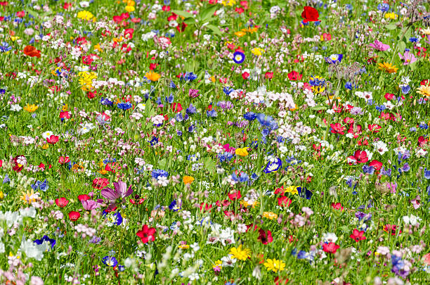 istock colorful meadow with wildflowers in summer 471740527