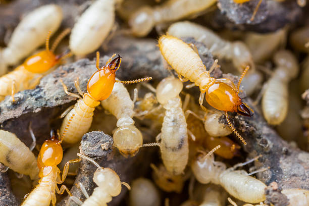 Termites or white ants crawling on wood Close up termites or white ant on damaged wood texture termite damage stock pictures, royalty-free photos & images