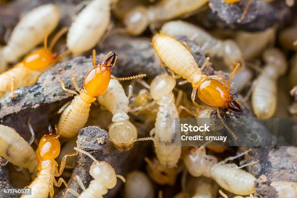 Termites Or White Ants Crawling On Wood Stock Photo - Download Image Now - Termite, Close-up, Damaged