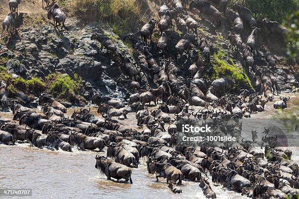 Огромный Гну Миграции В Кении — стоковые фотографии и другие картинки Антилопа - Антилопа, Африка, Бегать