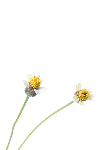 istock Wild Daisy flowers isolated on white background 471740721