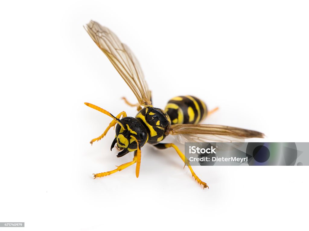 wasp Macro image of a European wasp isolated on a white background. High Angle View Stock Photo