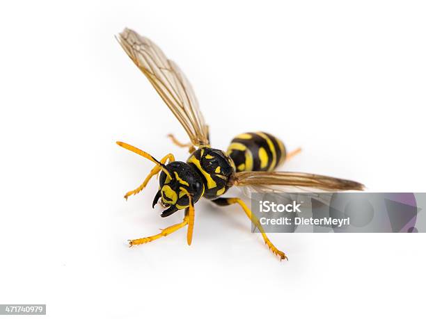 Wasp Stock Photo - Download Image Now - High Angle View, Wasp, Cut Out