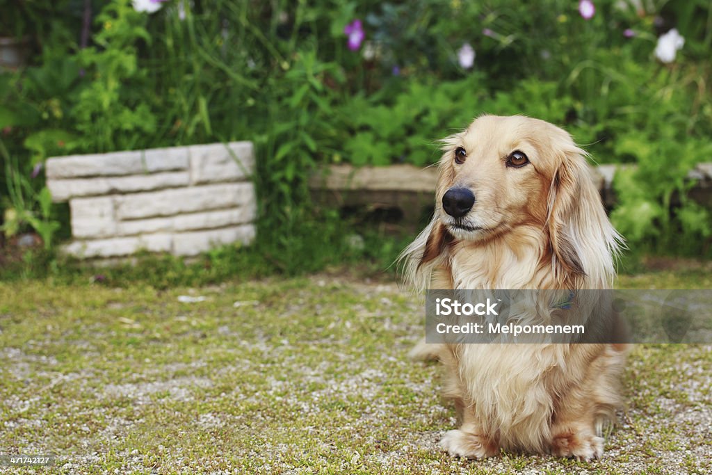 Dachshund com cabelo comprido ao ar livre - Royalty-free Dachshund Foto de stock