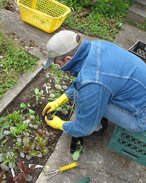 Man planting vegetable starts