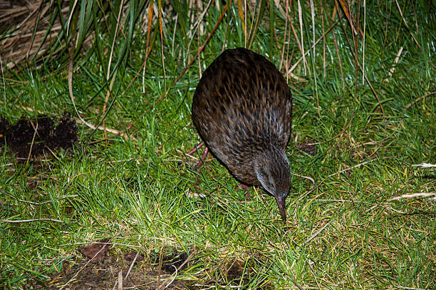 istock New Zealand Weka feeding at night 471742675