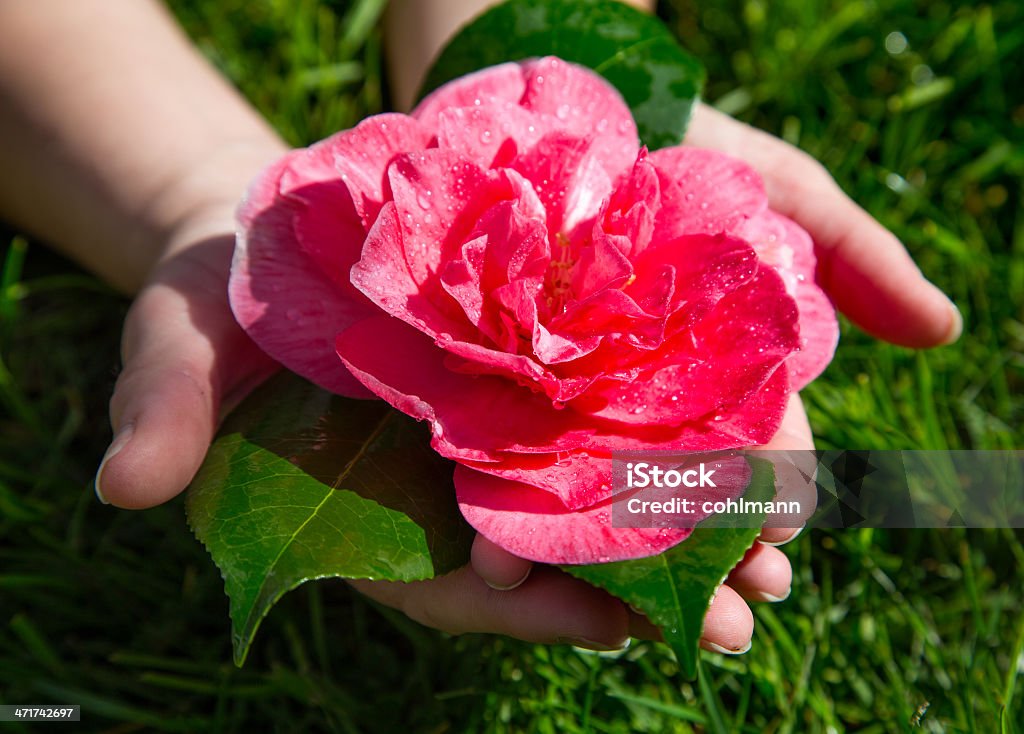 Руки, держа розовый Упавшее после сильный дождь (Роза Grandiflora - Стоковые фото Весна роялти-фри