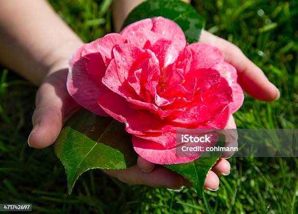 Руки Держа Розовый Упавшее После Сильный Дождь Роза Grandiflora — стоковые фотографии и другие картинки Весна