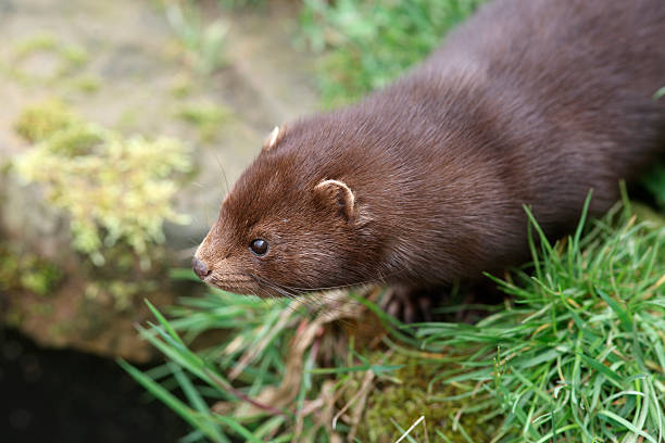 American mink, Mustela vison American mink, Mustela vison, sussex, spring american mink stock pictures, royalty-free photos & images