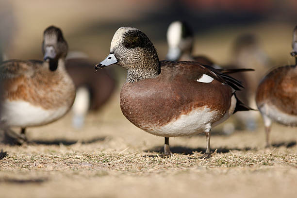 istock American wigeon, Anas americana 471742973