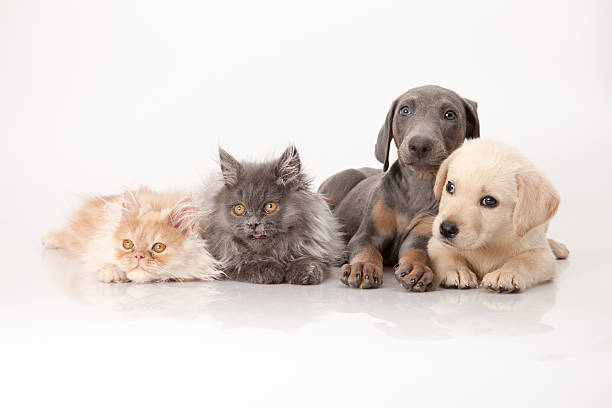 istock beautiful cats and dogs 471743237