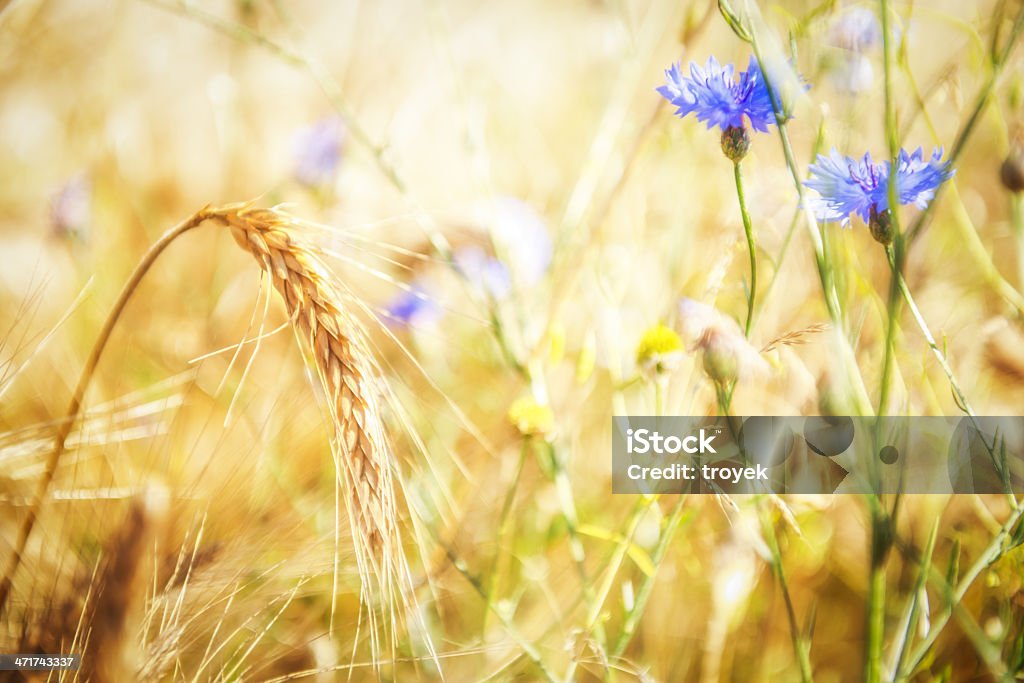 Blu fiordaliso - Foto stock royalty-free di Agricoltura