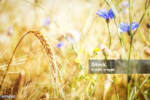 Blu Fiordaliso - Fotografie stock e altre immagini di Agricoltura - Agricoltura, Ambientazione esterna, Autunno