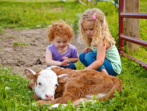 Two young farm girls (sisters) petting a newborn calf that is only 24 hours old. The calf is laying in the green grass of the pasture while the two little girls crouch next to the calf and pet it. 