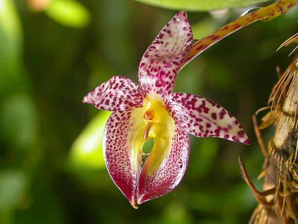 istock wild orchids in forest of Thailand 471744569