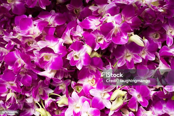 Thai Orchid Flower Market Stock Photo - Download Image Now - 2015, Arrangement, Asia