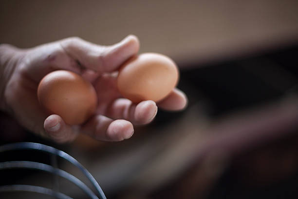 Hand holding fresh organic brown eggs stock photo