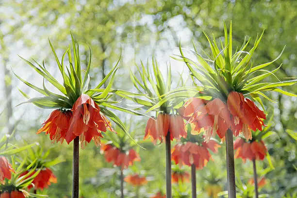 Blooming crown imperial (fritillaria) in sunny spring garden
