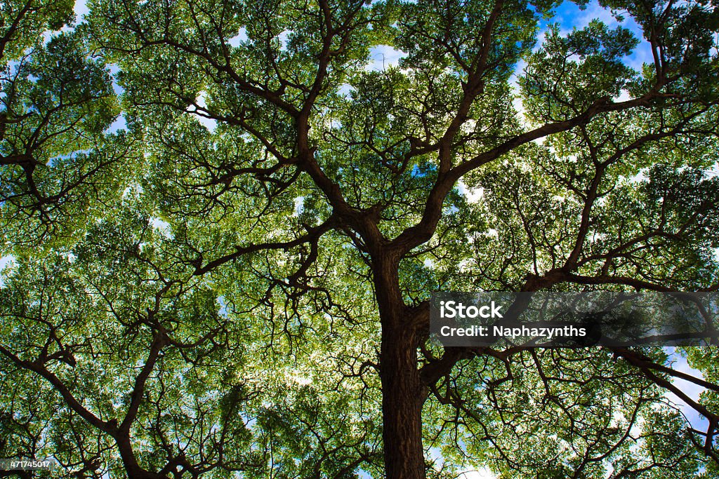 Árbol distribuye bajo cielo azul - Foto de stock de Aire libre libre de derechos