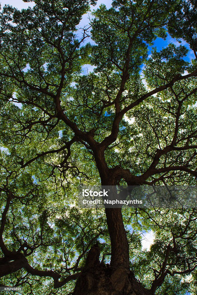 Дерево распространяет под голубое небо - Стоковые фото Без людей роялти-фри