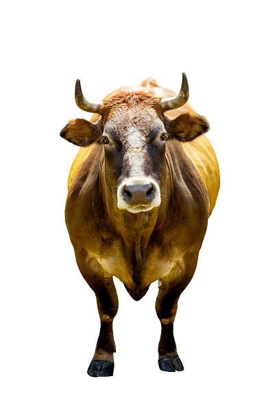 istock Front view of brown cow isolated 471745061