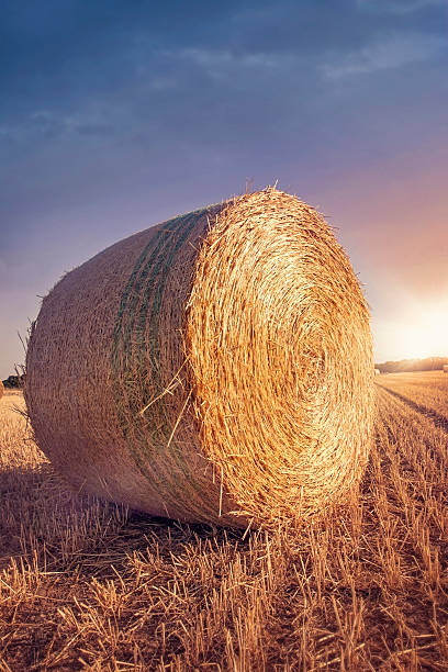 istock Round bales of straw 471745085