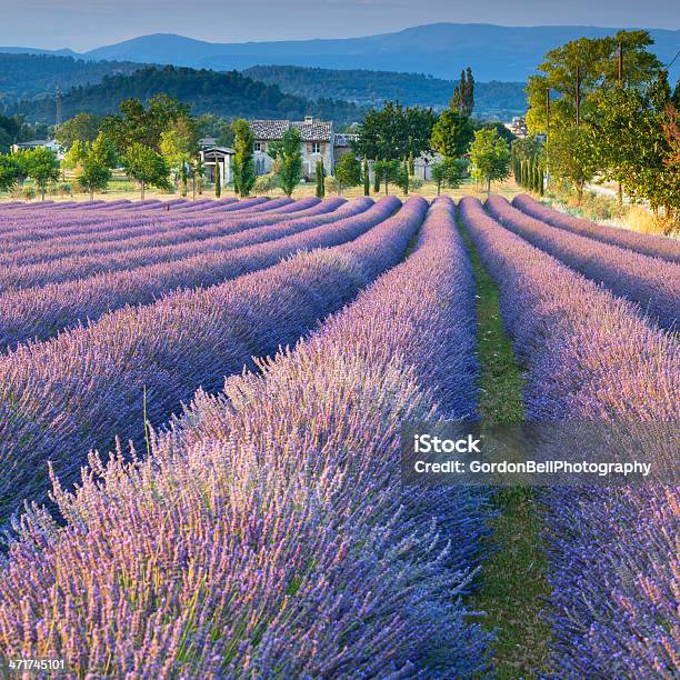 Lavender Field Stock Photo - Download Image Now - Luberon, Lavender - Plant, Lavender Color
