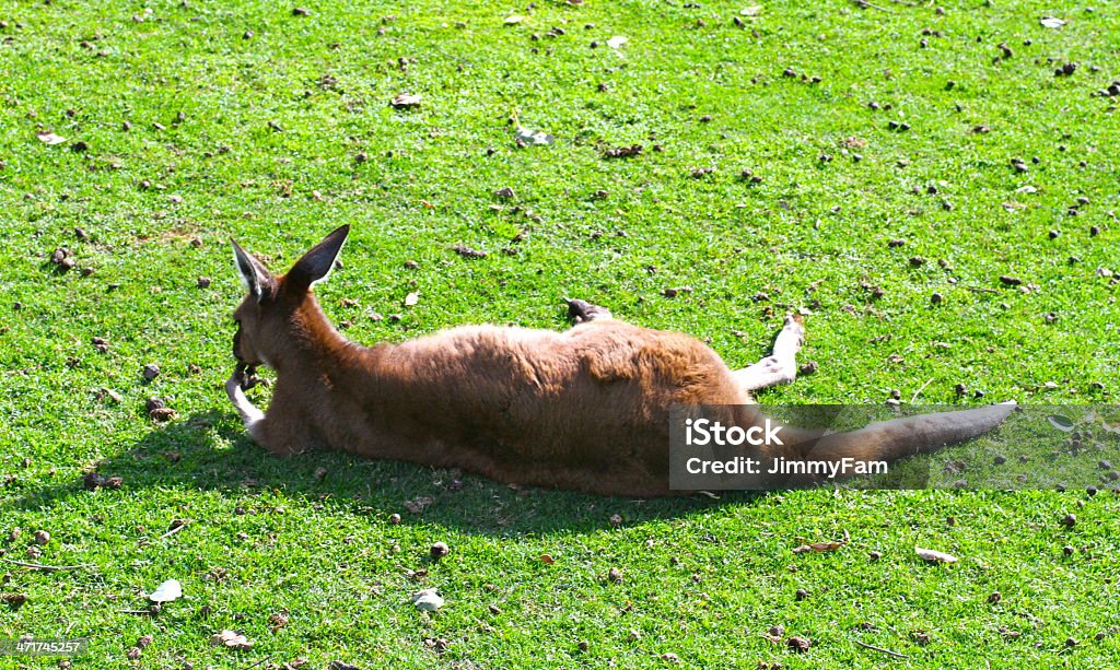 Kangaroo deep in thought Back view of a kangaroo in deep thought under sunlight. Animal Stock Photo