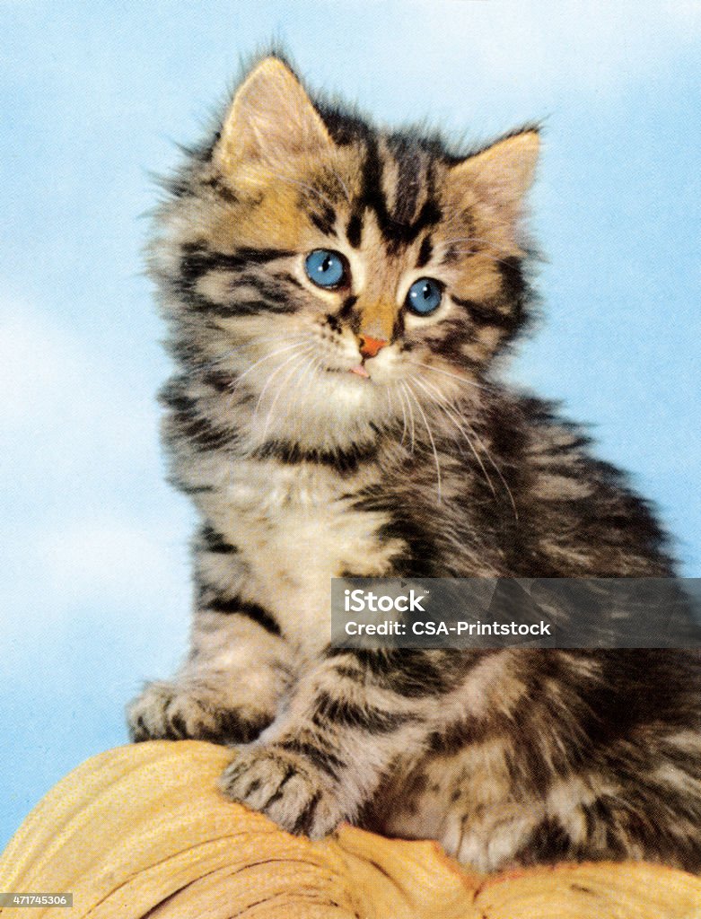 Csa Kitten Tabby Kitten Stock Illustration - Download Image Now - Kitten, Pets ...