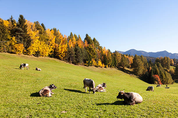A milk cow herd is resting on green pasture enjoying warm sun in autumn. Mountains in the background (South Tirol in the Alps)