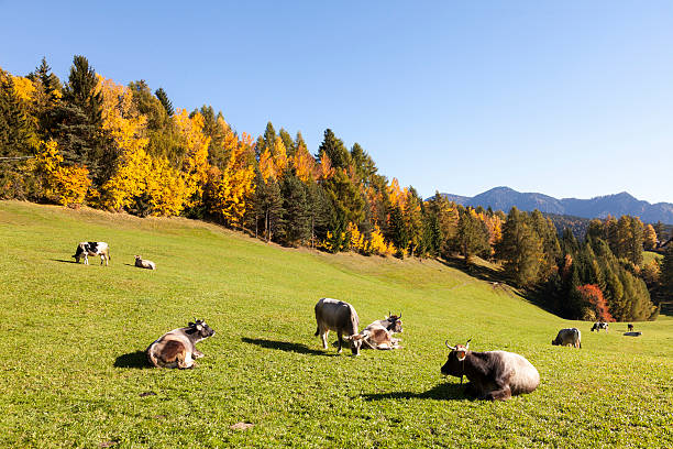 milk cow herd on green pasture enjoying autumn sun stock photo
