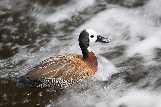 istock White-faced Whistling Duck (Dendrocygna Viduata), Witwenpfeifgans 471745921