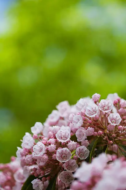 Beautiful spring pink flowers background