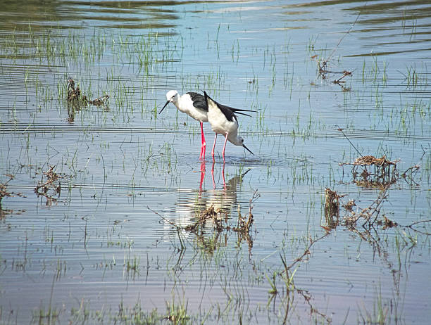 istock Pair of Black-winged Stilts 471746004