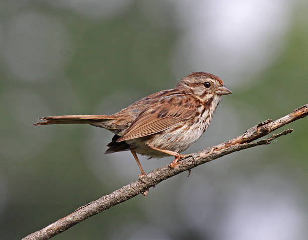istock Song Sparrow Portrait 471747385