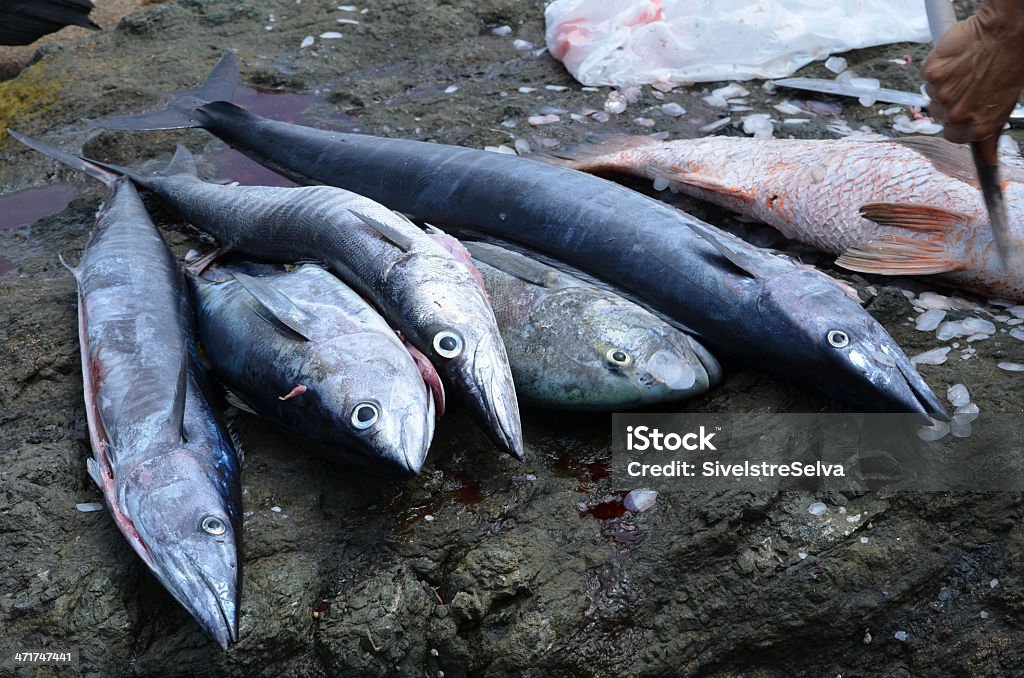 수 일 Catch - 로열티 프리 고등어류 스톡 사진